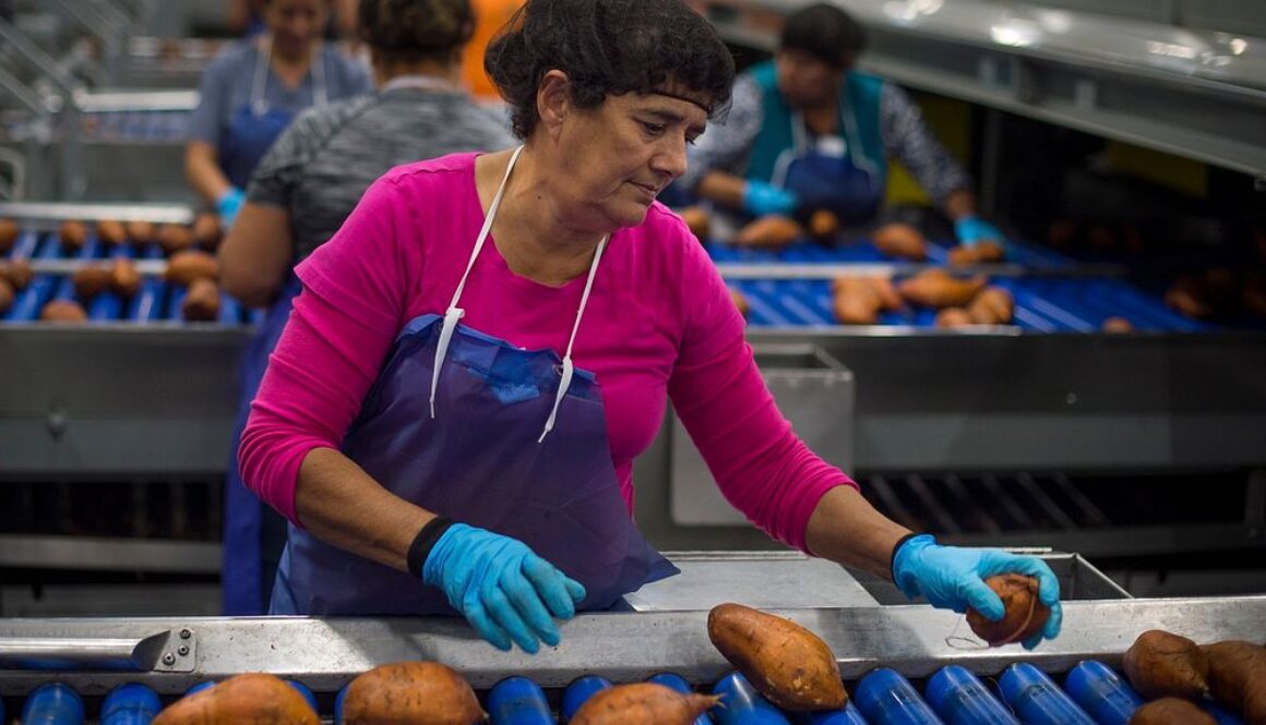 food processing industry in el salvador